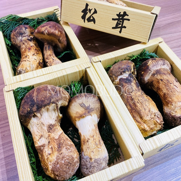 Một hộp nhỏ khoảng 8 cây nấm thường được bán với giá tầm 500 USD. Ảnh: MomoBud