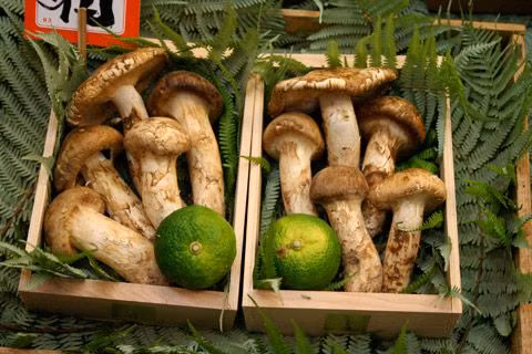 Do sản lượng giảm mạnh nên giá nấm tùng nhung ngày càng đắt đỏ. Loại cao nhất có khi lên tới 2.000 USD/kg, còn bình thường khoảng 1.000 USD/kg. Ảnh: Printest