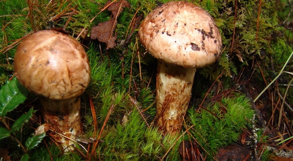 Nấm tùng nhung chỉ được thu hoạch vào khoảng đầu thu ở Nhật Bản. Do khí hậu thay đổi nên chất lượng và sản lượng nấm ngày càng khó dự đoán. Ảnh: LanceSoft