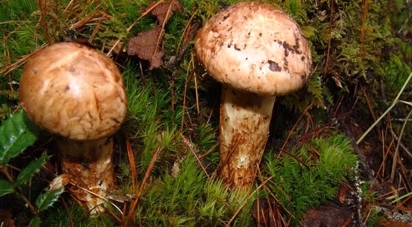 Nấm tùng nhung chỉ được thu hoạch vào khoảng đầu thu ở Nhật Bản. Do khí hậu thay đổi nên chất lượng và sản lượng nấm ngày càng khó dự đoán. Ảnh: LanceSoft