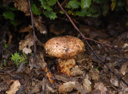 Với người Nhật, nấm tùng nhung là đặc sản xa xỉ của mùa thu, và là một thức để thưởng ít nhất một lần trong năm. Ảnh: Getty