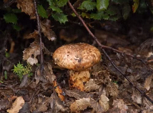 Với người Nhật, nấm tùng nhung là đặc sản xa xỉ của mùa thu, và là một thức để thưởng ít nhất một lần trong năm. Ảnh: Getty