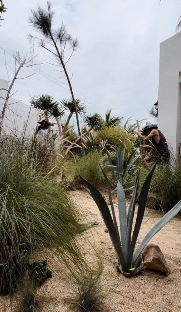 Không trồng rau hay hoa như thông thường, Lâm Minh - Decao chọn trồng cỏ dại và một số loại cây cảnh phù hợp với khí hậu biển trong sân vườn.