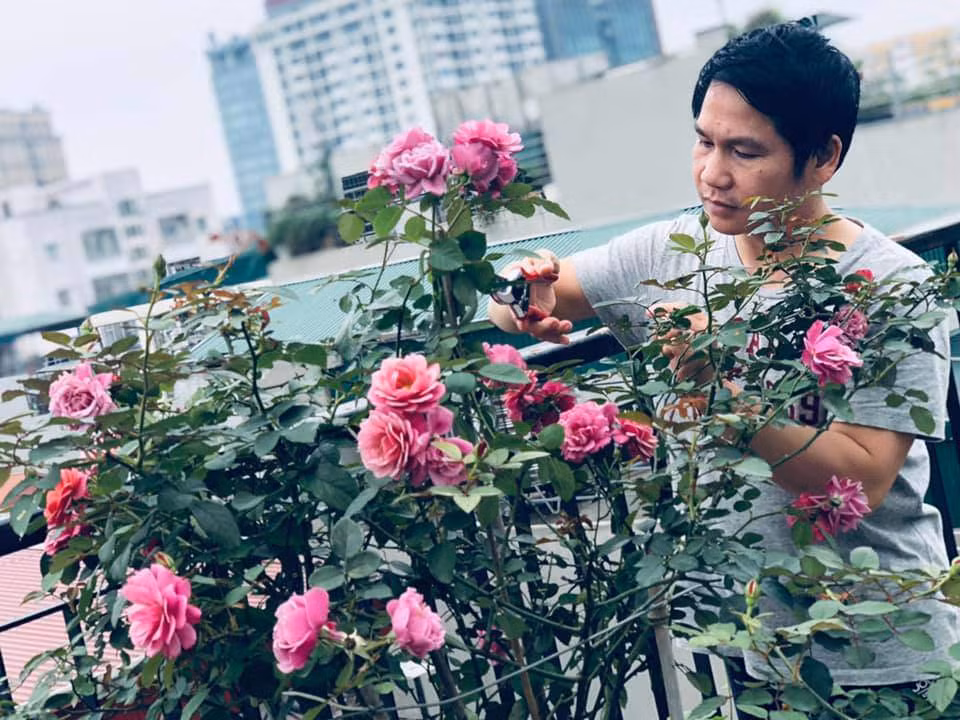 Ngoài rau xanh, "ông hoàng nhạc đỏ" còn trồng cả một vườn hồng rực rỡ. Ảnh: FBNV