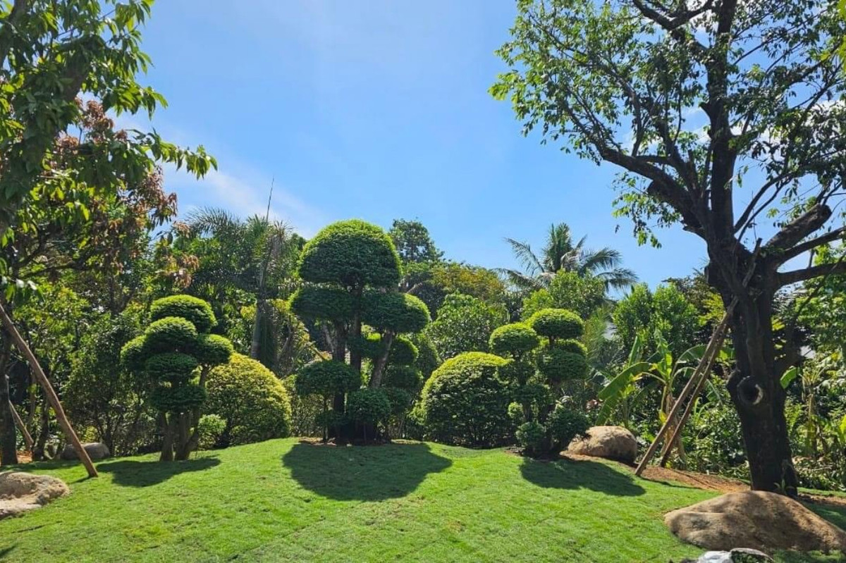 Khu vườn ấn tượng với nhiều cây xanh được cắt tỉa có dáng bonsai đẹp mắt.