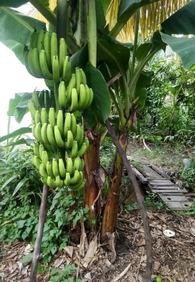 Cây nào cũng cho trái lúc lỉu khiến ai nấy đều xuýt xoa.