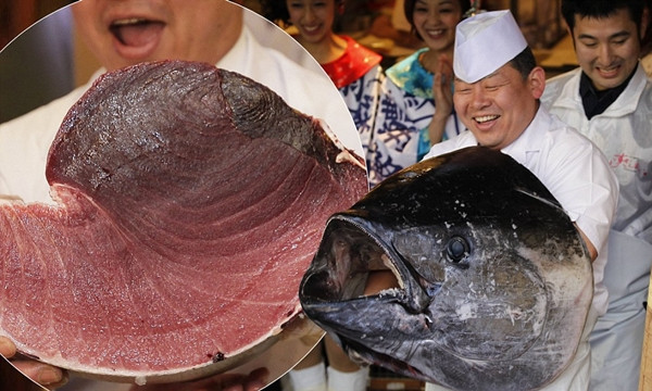 Trên thớ thịt của cá ngừ vây xanh có sự đan xen dày đặc và đồng đều của những đường gân, mỡ, điều không hề có ở các loài cá ngừ khác. Ảnh: Mailonline