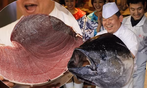 Trên thớ thịt của cá ngừ vây xanh có sự đan xen dày đặc và đồng đều của những đường gân, mỡ, điều không hề có ở các loài cá ngừ khác. Ảnh: Mailonline