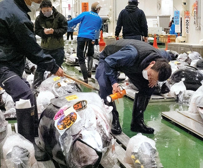 Các thương nhân Nhật Bản quan niệm rằng, mua cá ngừ vào dịp đầu năm mới sẽ mang lại may mắn và vận may này còn tỷ lệ thuận theo kích thước của chú cá. Ảnh: BI