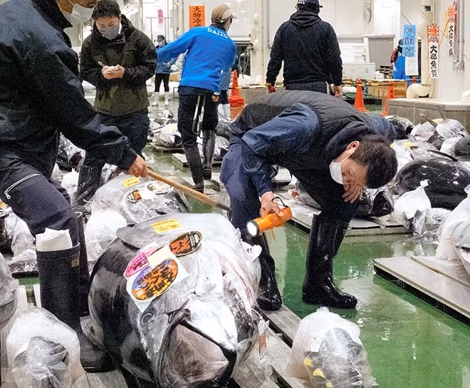 Các thương nhân Nhật Bản quan niệm rằng, mua cá ngừ vào dịp đầu năm mới sẽ mang lại may mắn và vận may này còn tỷ lệ thuận theo kích thước của chú cá. Ảnh: BI