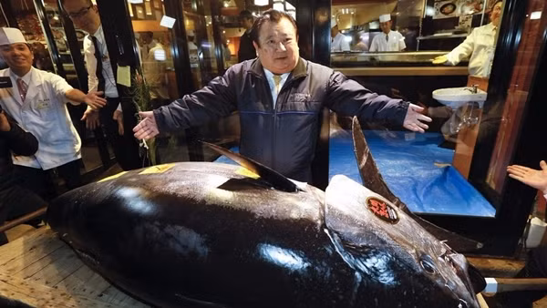 Cá ngừ vây xanh được ưa chuộng là bởi khi trưởng thành, đặc biệt là những con có kích thước khủng, sẽ đạt sự cân bằng hoàn hảo về hương vị. Ảnh: BBC