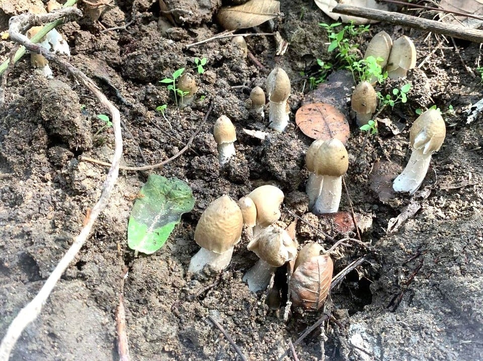 Loại nấm mọc tua tủa giúp nông dân thu tiền triệu mỗi ngày Loai nam moc tua tua giup nong dan thu tien trieu moi ngay