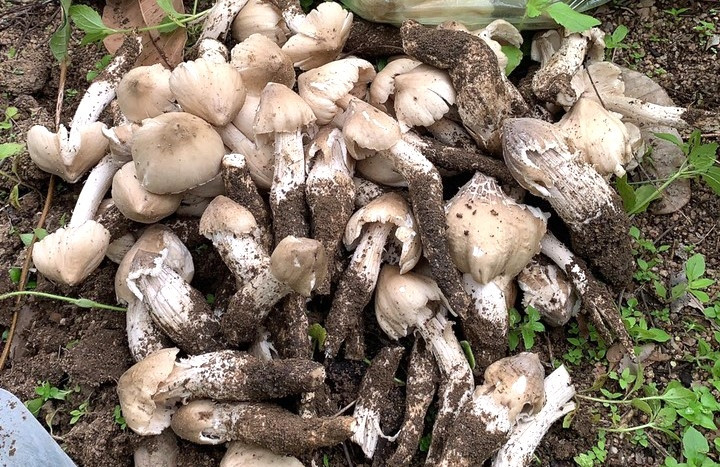 Do sản lượng ngày càng khan hiếm nên giá nấm mối trên thị trường có giá lên tới cả triệu đồng/kg. Ảnh: Nông nghiệp