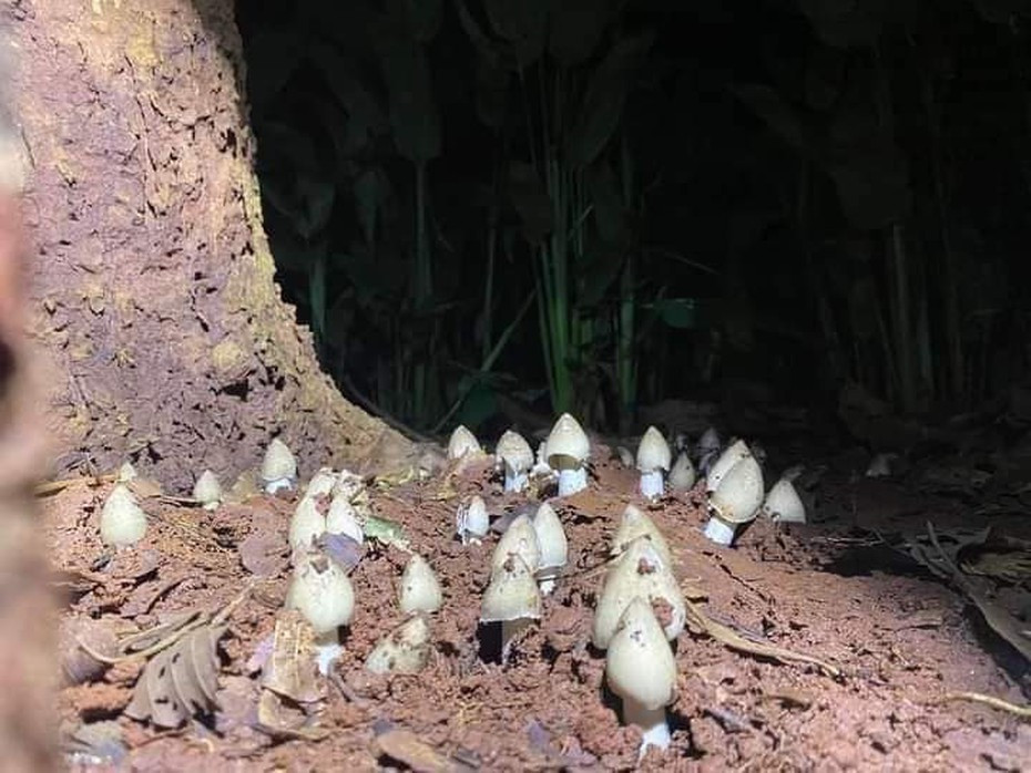 Nấm mối có thể chế biến thành nhiều món ăn ngon như nấu cháo, bánh canh, đổ chả trứng, nấm hấp, xôi nấm,... Ảnh: Người đưa tin