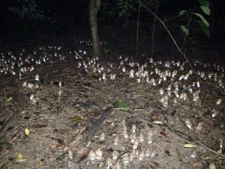 Nếu để tới sáng, nấm bung dù hoặc bị một số động vật, côn trùng ăn. Ảnh: Người đưa tin