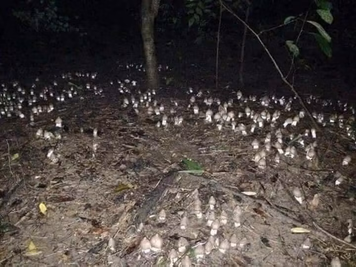 Nếu để tới sáng, nấm bung dù hoặc bị một số động vật, côn trùng ăn. Ảnh: Người đưa tin