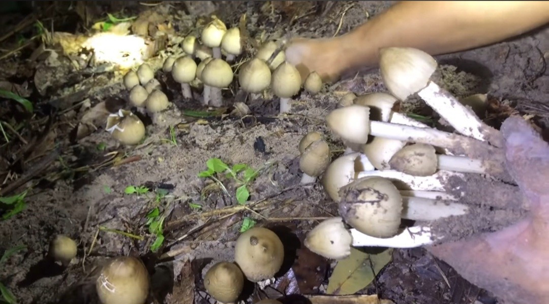 Để tìm được nấm mối ngon phải dậy sớm, canh 3 – 5h sáng thu hoạch là đẹp nhất. Bởi, lúc này nấm mới nhú từ lòng đất vẫn còn nguyên búp. Ảnh: Người đưa tin