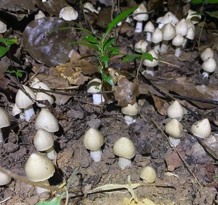 Nấm mối mọc nhiều tại các tỉnh như Đồng Nai, Bình Phước, Bình Dương, Gia Lai...Ảnh: Người đưa tin