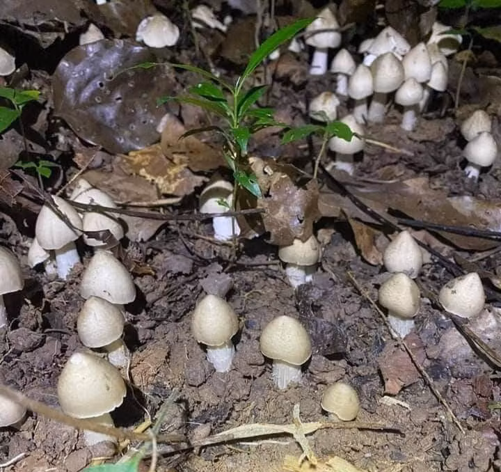 Nấm mối mọc nhiều tại các tỉnh như Đồng Nai, Bình Phước, Bình Dương, Gia Lai...Ảnh: Người đưa tin