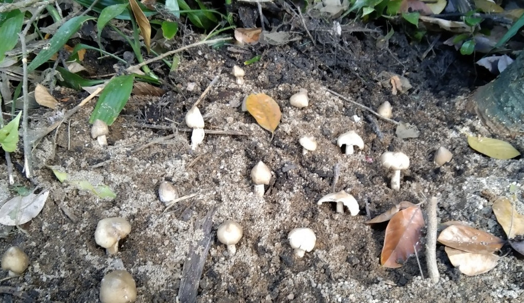 Việc đi săn nấm mối không chỉ dựa vào may mắn mà còn phụ thuộc vào kinh nghiệm. Ảnh: Vietnamnet