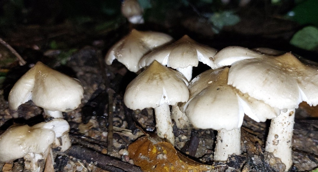 Thậm chí, nhiều người kiếm được từ 2 - 3 triệu đồng mỗi ngày. Ảnh: Vietnamnet