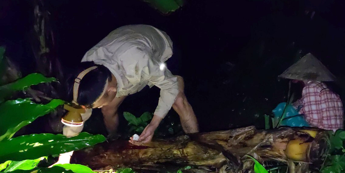 Vào mùa, trung bình người dân có thể kiếm được 4 - 5kg nấm, thu về khoảng hơn 1 triệu đồng. Ảnh: Vietnamnet