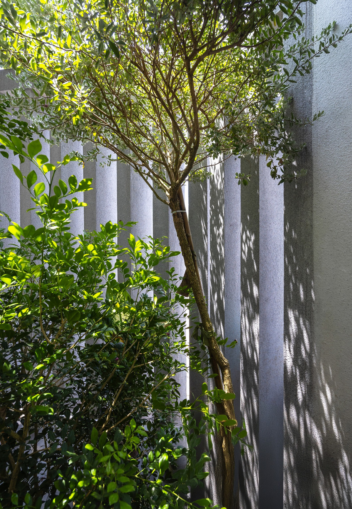 Cây xanh không chỉ giúp tạo ra một khoảng đệm trước nhiệt độ, tiếng ồn và khói bụi, mà còn mang đến một diện mạo khác lạ khi nhìn từ bên ngoài. Ảnh: Triệu Chiến