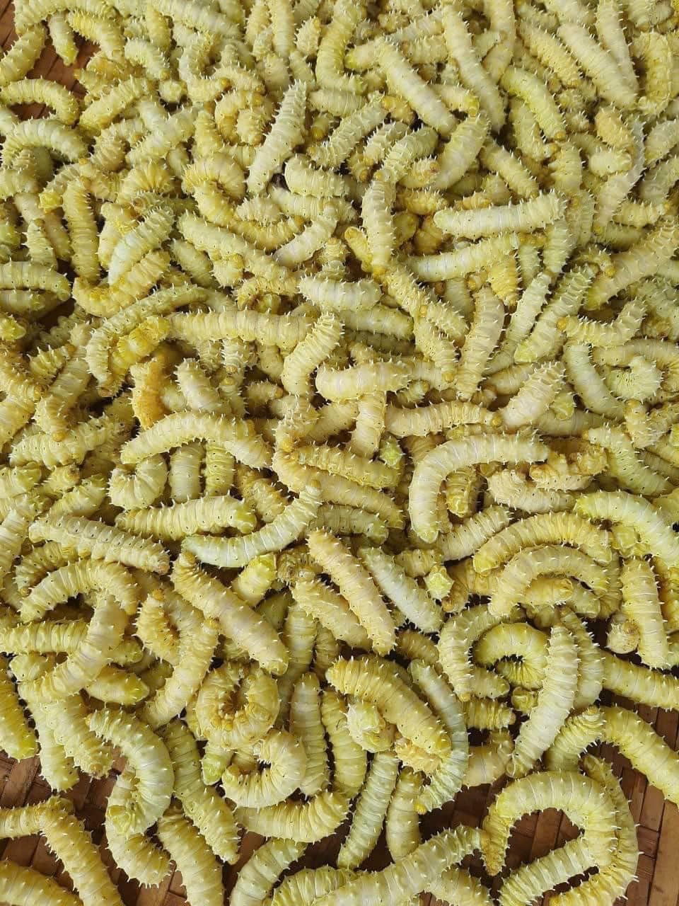 Tuy nhiên, do nhìn "hơi ghê" nên tằm lá sắn cũng kén người ăn, không được bày bán ở các khu chợ truyền thống hay phổ biến trên chợ online. Ảnh: Facebook