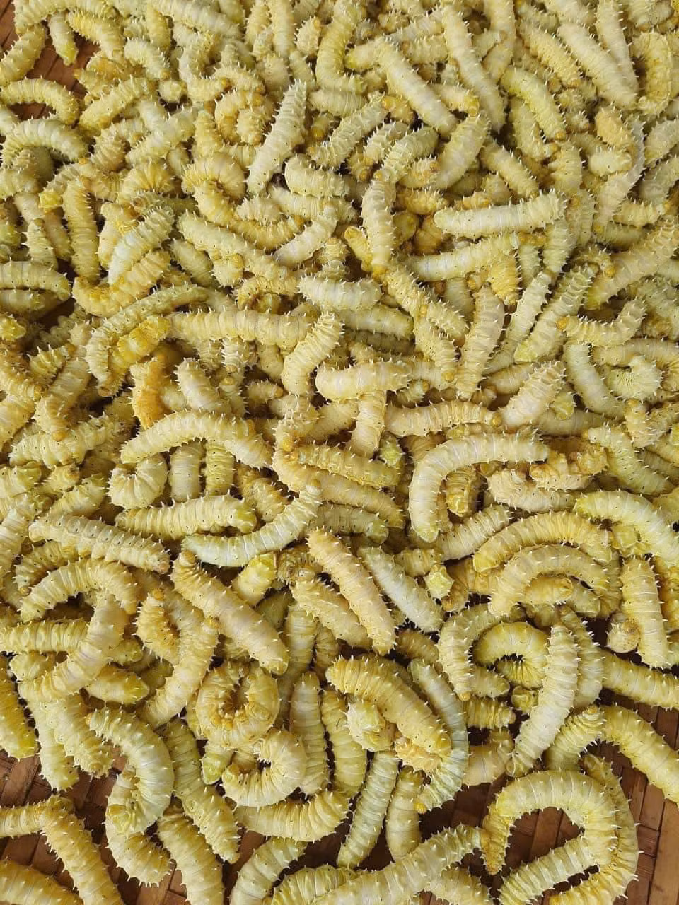 Tuy nhiên, do nhìn "hơi ghê" nên tằm lá sắn cũng kén người ăn, không được bày bán ở các khu chợ truyền thống hay phổ biến trên chợ online. Ảnh: Facebook