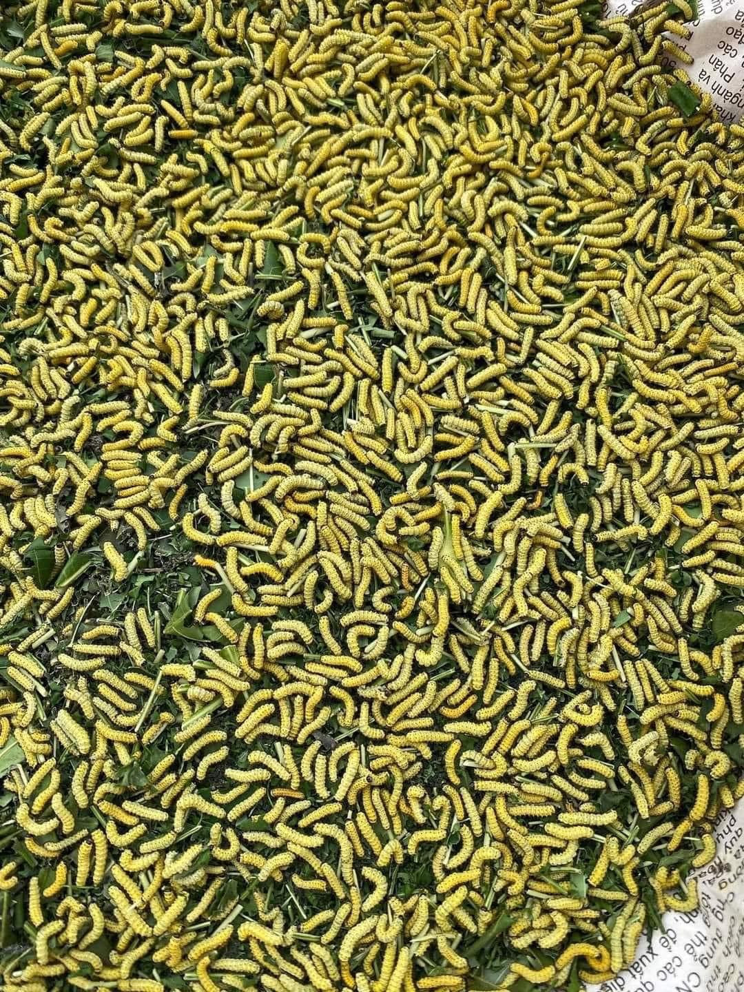 Từ 100g trứng tằm sau khi nở, nuôi từ 15-25 ngày, tùy mùa, có thể thu hoạch từ 150-200kg tằm thương phẩm. Ảnh: Dân Việt