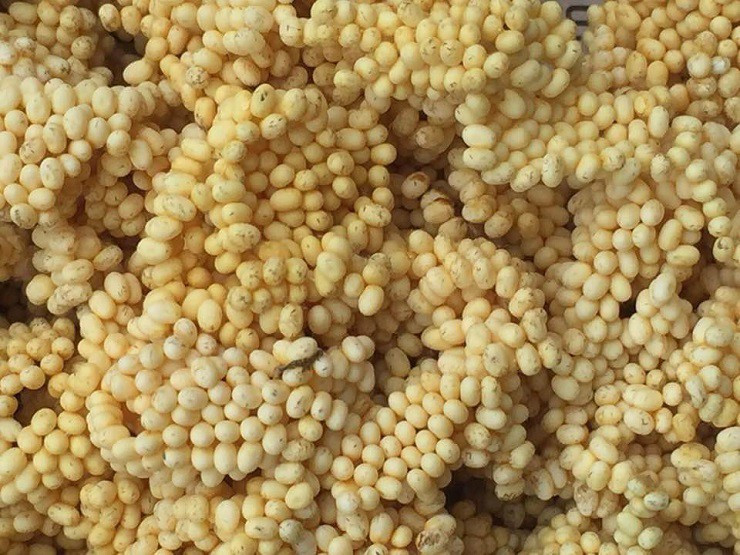  Trứng tằm lá sắn đắt đỏ cũng giúp người nuôi có thu nhập đáng kể. Có chủ cơ sở sản xuất trứng tằm lá sắn ở Phú Thọ mỗi ngày thu được 3kg trứng tằm. Ảnh: Dân Việt