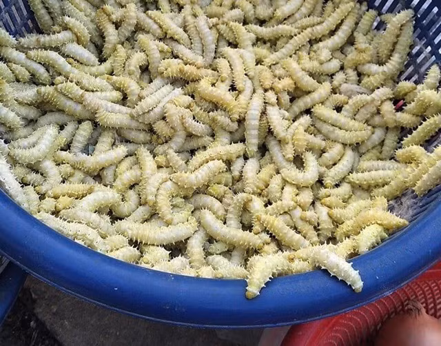 Tan muc loai trung “dat nhat Viet Nam”, chuc trieu van tranh nhau mua