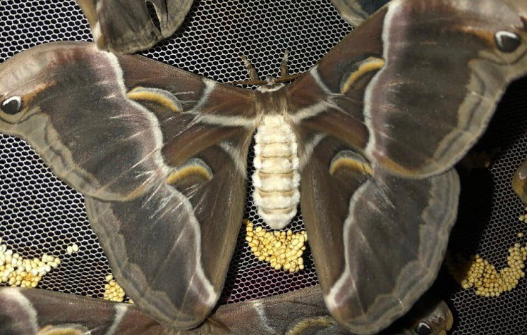 Hơn nữa, để thu được 1kg trứng tằm lá sắn phải cần đến 200kg tằm bố mẹ. Ảnh: Người đưa tin