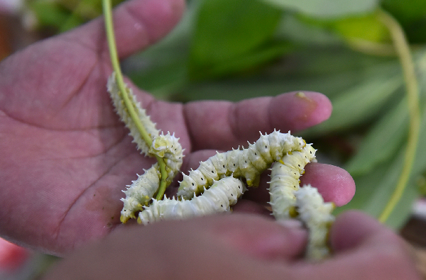Trứng tằm lá sắn đắt như vậy là do, chỉ cần 100g trứng có thể nuôi được 150-200kg tằm lá sắn thương phẩm. Ảnh: Facebook