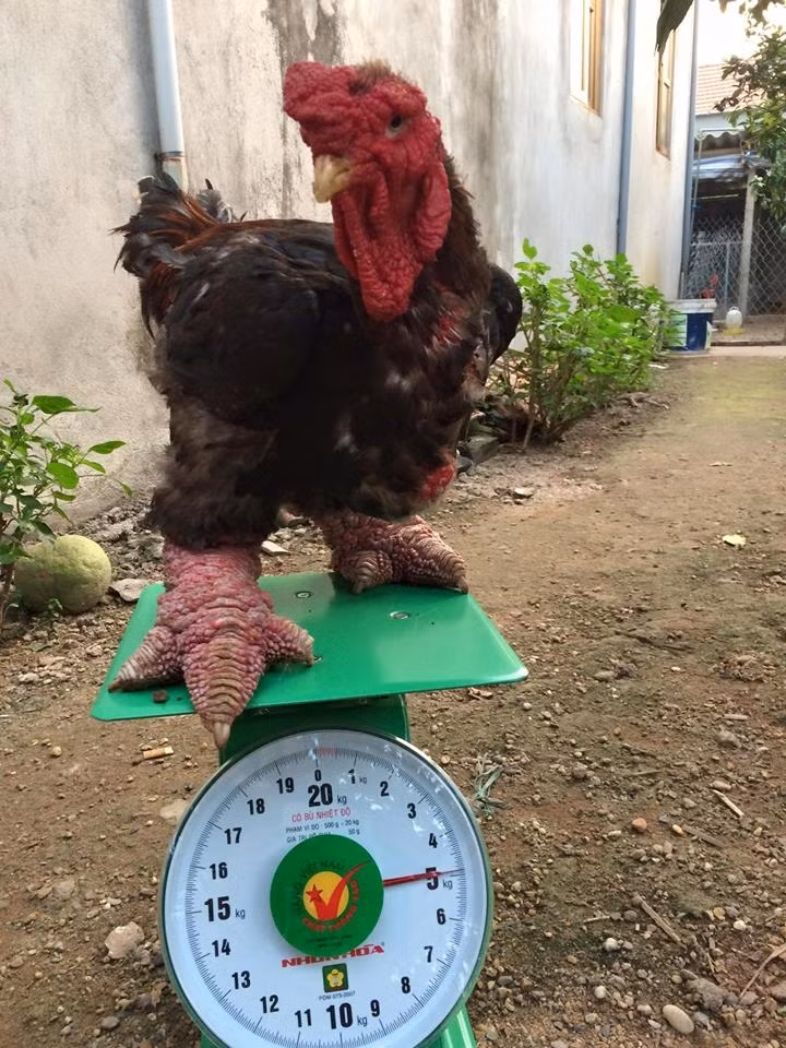 Gà Đông Tảo trưởng thành nặng trung bình từ 3,5 - 5kg. Ảnh: Facebook