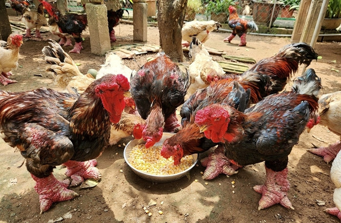Từ xa xưa, gà Đông Tảo thường được dùng làm vật phẩm tiến vua, các bậc quý tộc hoặc dùng làm đồ cúng tế. Ảnh: Tiền phong
