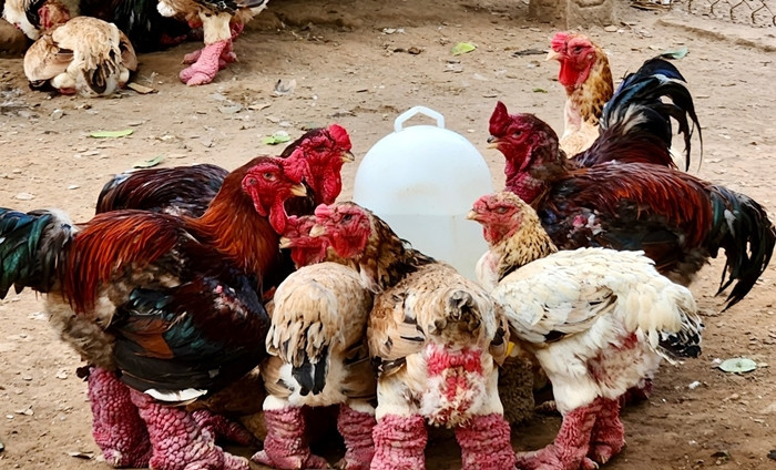 Để nuôi gà Đông Tảo hiệu quả, người nuôi cần chú trọng đến môi trường, chế độ dinh dưỡng và chăm sóc hàng ngày. Ảnh: Tiền phong