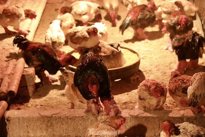 Trong chuồng nuôi còn lắp hệ thống đèn hồng ngoại để giữ ấm. Ảnh: Tiền phong