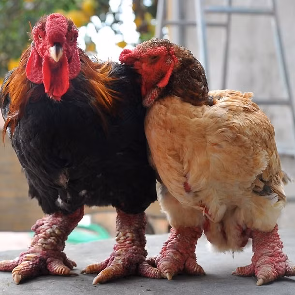 Thịt gà Đông Tảo mềm ngọt, không quá dai lại có gân nên được nhiều khách hàng săn đón. Ảnh: Facebook