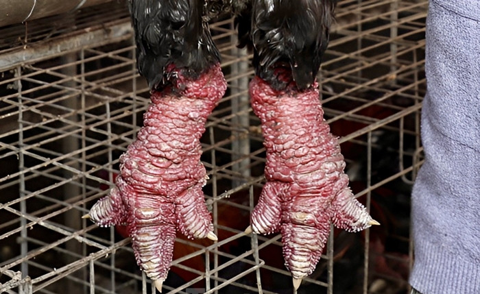 Do nhu cầu tiêu thụ cao, gà Đông Tảo luôn “cháy hàng” trong mỗi dịp Tết đến. Ảnh: Tiền phong