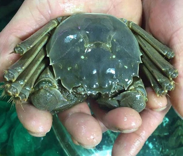 Cua lông Thượng Hải nằm trong top những loại cua ngon nhất thế giới với gạch béo đặc trưng mà không có loại cua nào có thể sánh được. Ảnh: Hieuhaisan