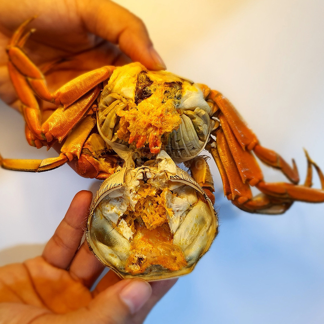 Kích thước cua lông không quá to, mai cua có màu xanh đậm cùng với cặp càng vàng đặc biệt phủ lớp lông màu nâu. Thịt cua lông Thượng Hải ngọt đậm đà. Ảnh: Haisanhoanggia