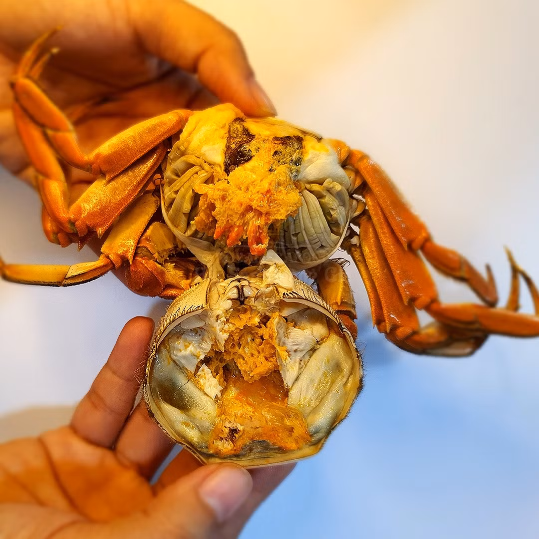 Kích thước cua lông không quá to, mai cua có màu xanh đậm cùng với cặp càng vàng đặc biệt phủ lớp lông màu nâu. Thịt cua lông Thượng Hải ngọt đậm đà. Ảnh: Haisanhoanggia