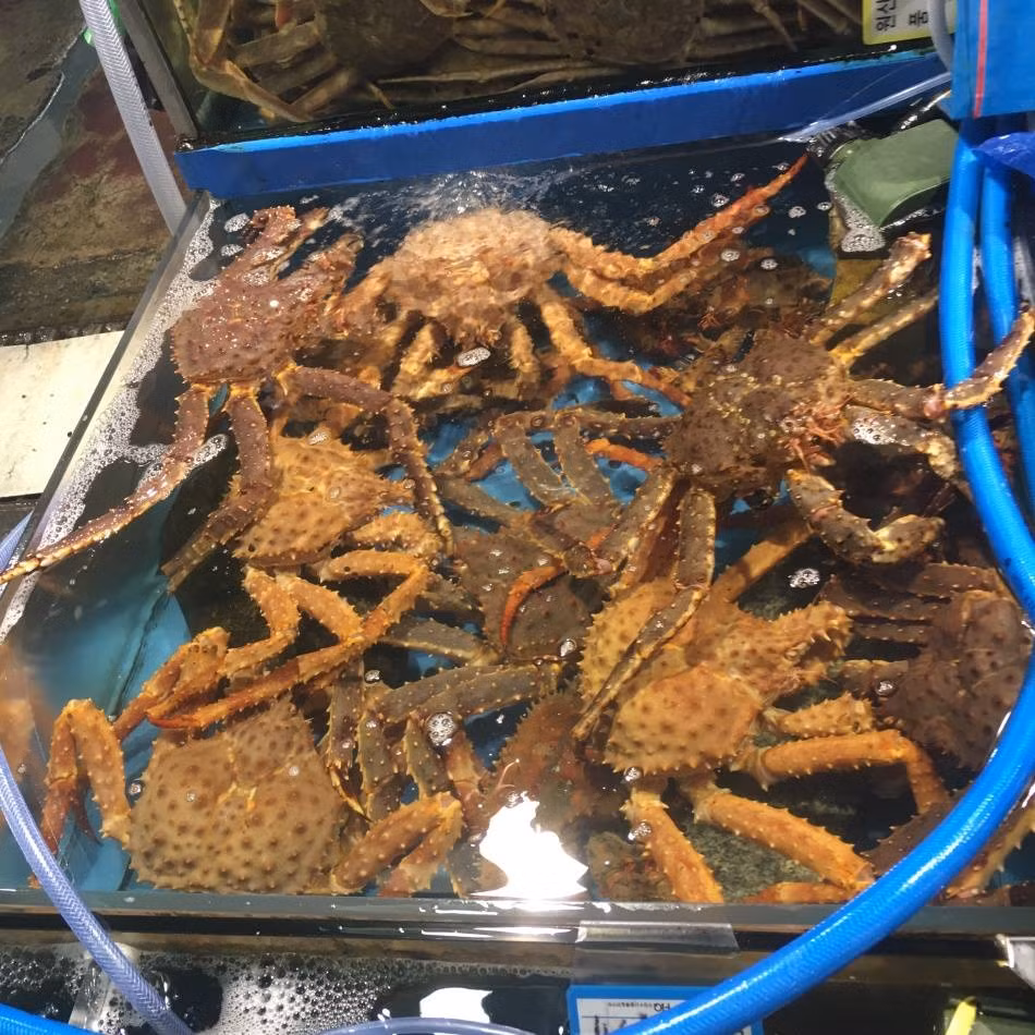 Tại Việt Nam, cua hoàng đế hiện có giá từ 1,9 - 2,8 triệu đồng/kg, tùy loại. Theo đó, mỗi con cua hoàng đế ước tính có giá khoảng 4 - 8 triệu đồng. Ảnh: Hieuhaisan