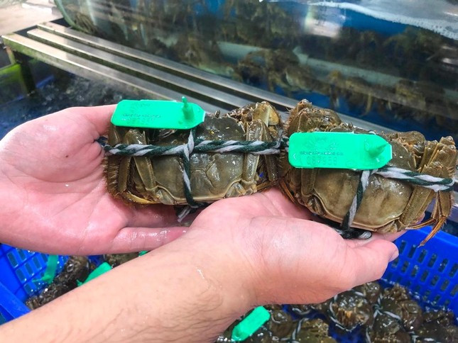 Dù đắt đỏ nhưng nhiều thời điểm, cua lông về đến đâu hết tới đó do khách đặt trước. Ảnh: Tiền phong