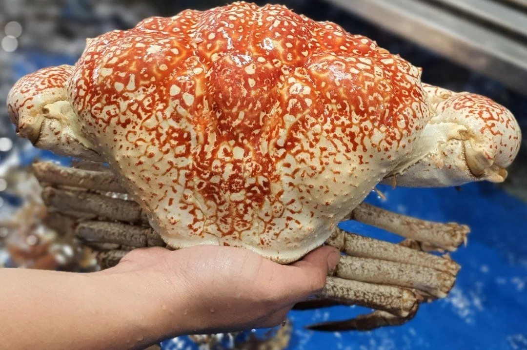 Trên thị trường, cua Tasmania có giá từ 3,5 - 5,5 triệu đồng/kg. Ảnh: Haisanhoanggia