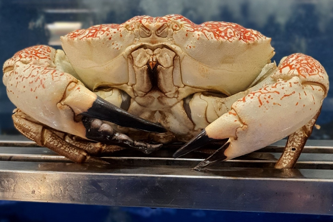 Tương ứng với độ khủng của con cua, giá cua Úc Tasmania thuộc hàng siêu đắt đỏ. Một con nhỏ nhất khoảng 3kg có giá từ hơn 10 triệu đến gần 20 triệu đồng, còn con nặng 8kg giá lên tới gần 60 triệu đồng. Ảnh: Haisanhoanggia