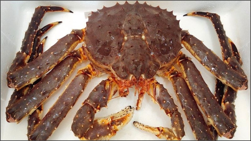 Từ lâu, cua hoàng đế được biết đến là loại hải sản giàu dinh dưỡng bậc nhất được ví như “cua nhà giàu” bởi mức giá vô cùng đắt đỏ. Ảnh: Dienmayxanh