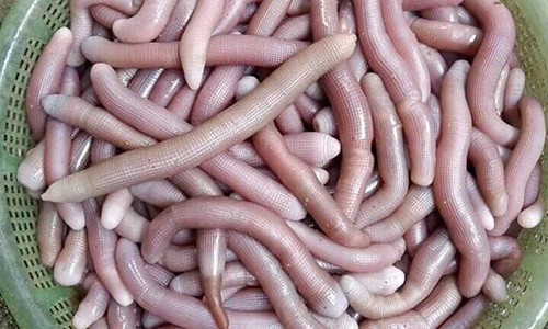 Sá sùng là một loại hải sản thân mềm quý hiếm màu hồng nhạt, xuất hiện nhiều ở các vùng biển Việt Nam, nhất là ở Vân Đồn hay Quan Lạn (Quảng Ninh). Ảnh: Internet