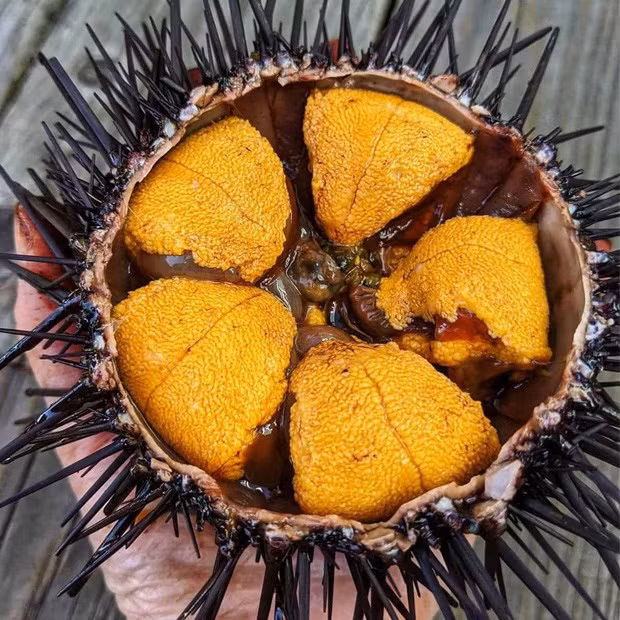 Nhum biển (hay còn gọi cầu gai, nhím biển) là đặc sản được ví như "nhân sâm biển" nhờ chứa nhiều dưỡng chất tốt cho sức khỏe. Ảnh: Internet